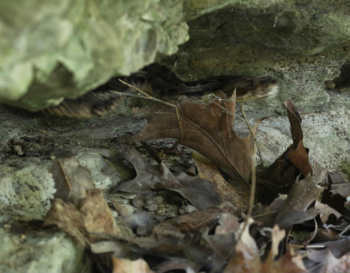 Timber Rattlesnake